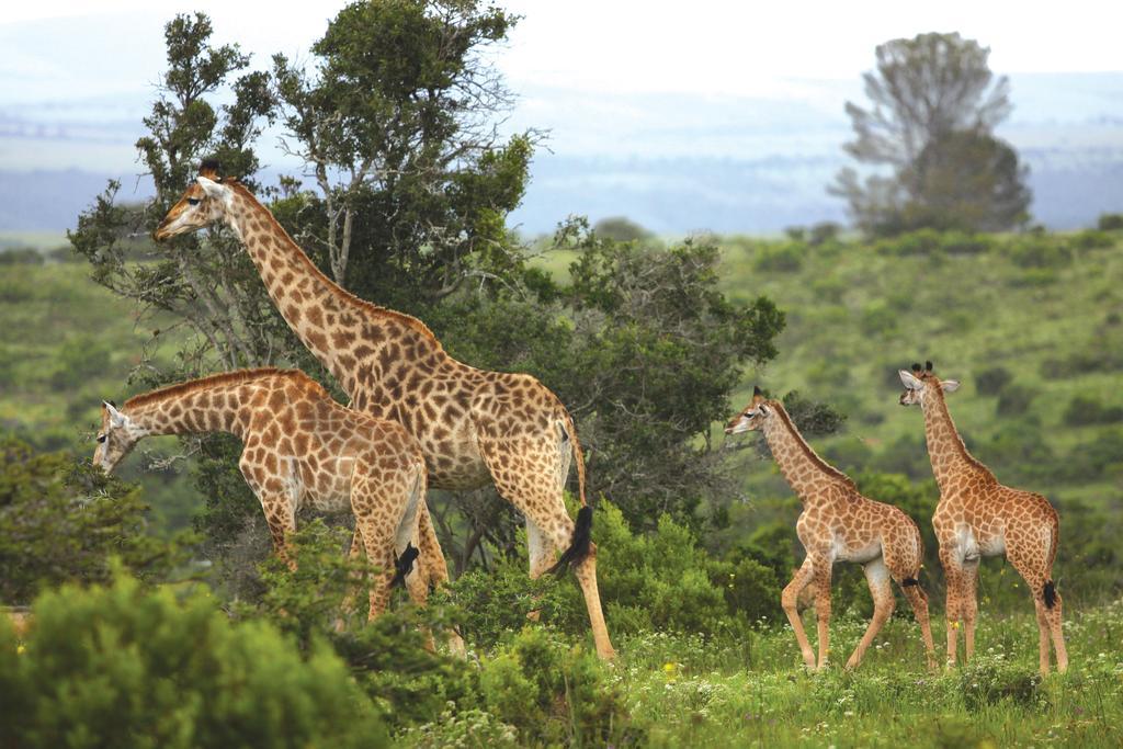 Kariega Game Reserve Main Lodge ケントン・オン・シー エクステリア 写真